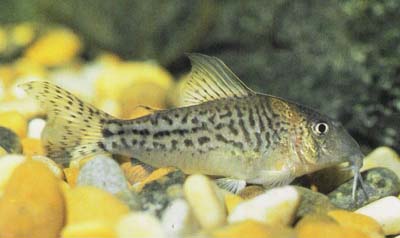 Corydoras sp. C13